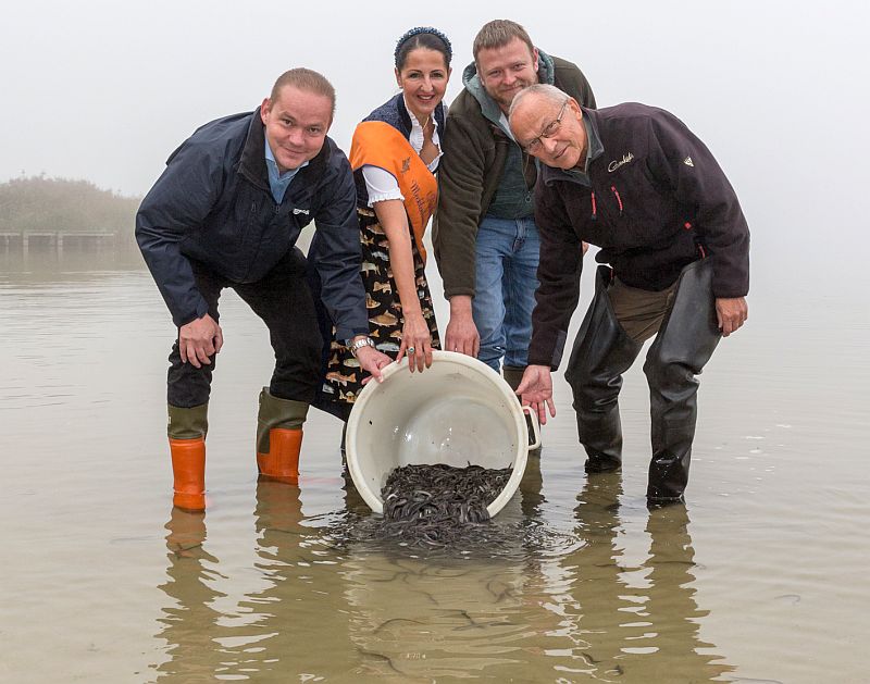 WEMAG-Vertriebsleiter Michael Hillmann, die 1. Fischerkönigin des Landes Mecklenburg-Vorpommern, Jeannette Dehmel, LAV-Landesgewässerwart Marko Röse sowie LAV-Präsident Prof. Dr. Karl-Heinz Brillowski (v.l.) setzen gemeinsam die Aale in den Güstrower Inselsee ein. Foto: WEMAG/Stephan Rudolph-Kramer