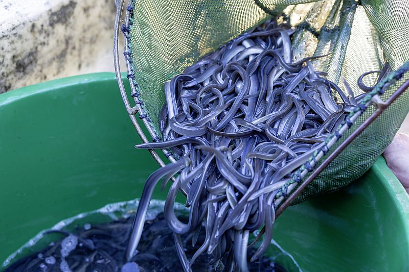 Insgesamt 120 kg vorgestreckte Aale sind mit Unterstützung der WEMAG bei Marlow in die Recknitz eingesetzt worden. Foto: WEMAG/Stephan Rudolph-Kramer